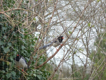 Red-billed blue magpies 